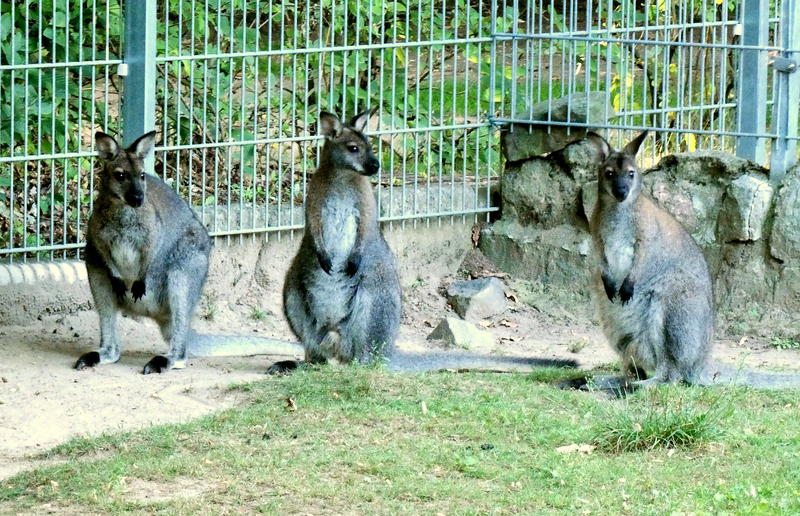 Kängurugruppe