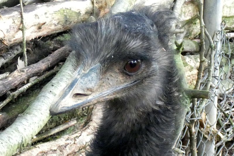 Emu Kopf